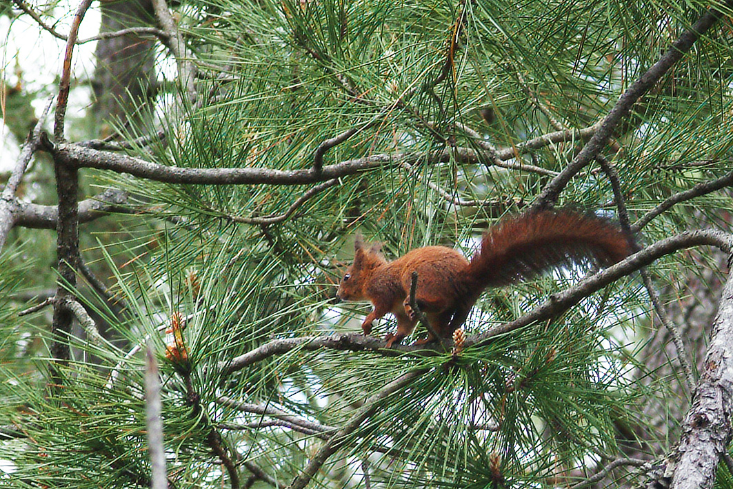 Eichhörnchen im Pinienwald im Centre Hélio Marin Montalivet an der französischen Atlantikküste